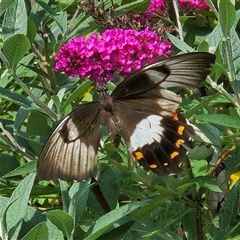 Papilio aegeus (Orchard Swallowtail, Large Citrus Butterfly) at Braidwood, NSW - 13 Feb 2025 by MatthewFrawley