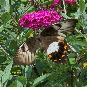 Papilio aegeus at Braidwood, NSW - 13 Feb 2025 03:36 PM