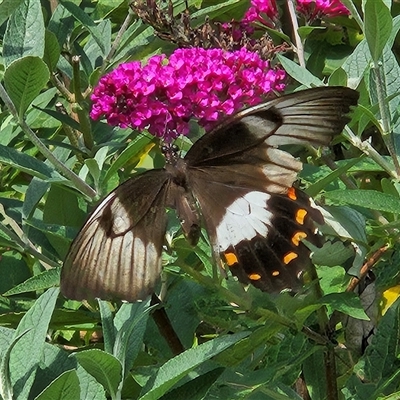 Papilio aegeus (Orchard Swallowtail, Large Citrus Butterfly) at Braidwood, NSW - Yesterday by MatthewFrawley