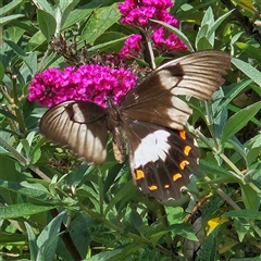 Papilio aegeus at Braidwood, NSW - 13 Feb 2025 03:36 PM