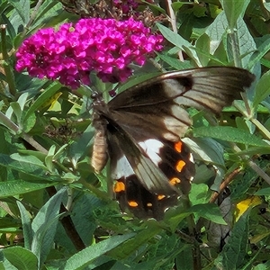 Papilio aegeus at Braidwood, NSW - 13 Feb 2025 03:36 PM