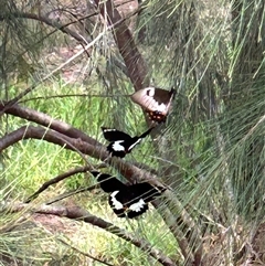 Papilio aegeus (Orchard Swallowtail, Large Citrus Butterfly) at Higgins, ACT - Yesterday by Jillw