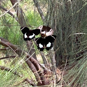 Papilio aegeus at Higgins, ACT - 13 Feb 2025 04:01 PM