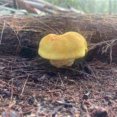 Unidentified Fungus at West Pymble, NSW - 11 Feb 2025 by PJ36