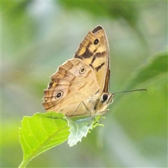 Heteronympha paradelpha (Spotted Brown) at Braidwood, NSW - 12 Feb 2025 by MatthewFrawley