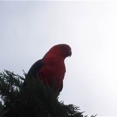 Alisterus scapularis (Australian King-Parrot) at Braidwood, NSW - 12 Feb 2025 by MatthewFrawley