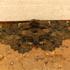 Pholodes sinistraria (Sinister or Frilled Bark Moth) at Braemar, NSW - 12 Feb 2025 by Curiosity