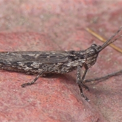 Coryphistes ruricola (Bark-mimicking Grasshopper) at Braemar, NSW - 12 Feb 2025 by Curiosity