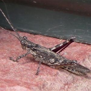 Coryphistes ruricola at Braemar, NSW - Yesterday 02:59 PM