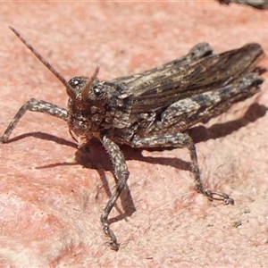 Coryphistes ruricola at Braemar, NSW - Yesterday 02:59 PM