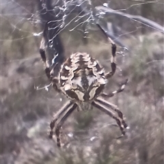 Backobourkia sp. (genus) (An orb weaver) at Cooma, NSW - 13 Feb 2025 by mahargiani