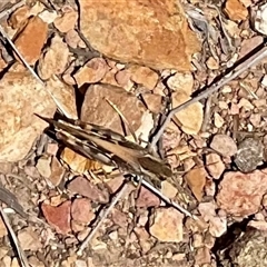 Gastrimargus musicus (Yellow-winged Locust or Grasshopper) at Adaminaby, NSW - 13 Feb 2025 by Jennybach