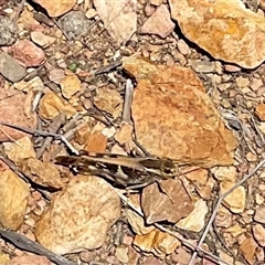 Gastrimargus musicus at Adaminaby, NSW - 13 Feb 2025 12:36 PM