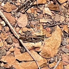 Gastrimargus musicus at Adaminaby, NSW - 13 Feb 2025 12:36 PM