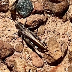 Austroicetes sp. (genus) (A grasshopper) at Anglers Reach, NSW - 13 Feb 2025 by Jennybach