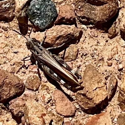 Austroicetes sp. (genus) (A grasshopper) at Anglers Reach, NSW - 13 Feb 2025 by Jennybach