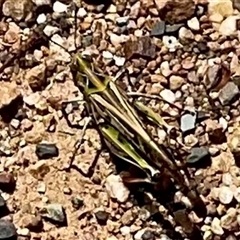 Austroicetes sp. (genus) (A grasshopper) at Anglers Reach, NSW - 13 Feb 2025 by Jennybach