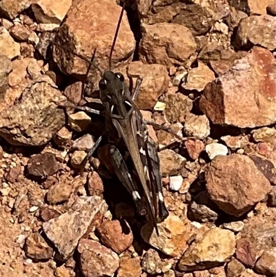 Oedaleus australis (Australian Oedaleus) at Anglers Reach, NSW - 13 Feb 2025 by Jennybach