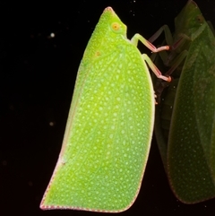 Siphanta acuta (Green planthopper, Torpedo bug) at Downer, ACT - 12 Feb 2025 by RobertD