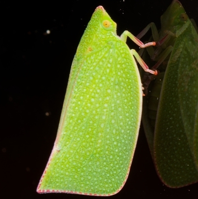 Siphanta acuta (Green planthopper, Torpedo bug) at Downer, ACT - 12 Feb 2025 by RobertD