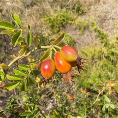 Rosa rubiginosa (Sweet Briar, Eglantine) at Anglers Reach, NSW - Yesterday by Jennybach