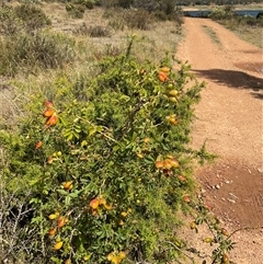 Rosa rubiginosa at Anglers Reach, NSW - 13 Feb 2025 11:26 AM