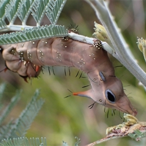 Neola semiaurata at Murrumbateman, NSW - 13 Feb 2025 11:48 AM