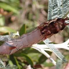 Neola semiaurata at Murrumbateman, NSW - 13 Feb 2025 11:48 AM