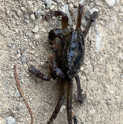 Unidentified Crab at Saltwater River, TAS - 13 Feb 2025 by JimL