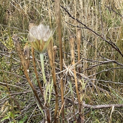 Tragopogon sp. (A Goatsbeard) at Anglers Reach, NSW - Yesterday by Jennybach