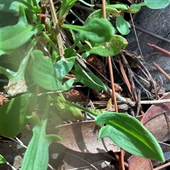 Rumex acetosella (Sheep Sorrel) at Anglers Reach, NSW - Yesterday by Jennybach