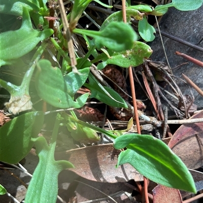 Rumex acetosella (Sheep Sorrel) at Anglers Reach, NSW - Yesterday by Jennybach