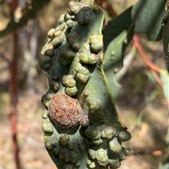 Eucalyptus insect gall at Anglers Reach, NSW - Yesterday by Jennybach