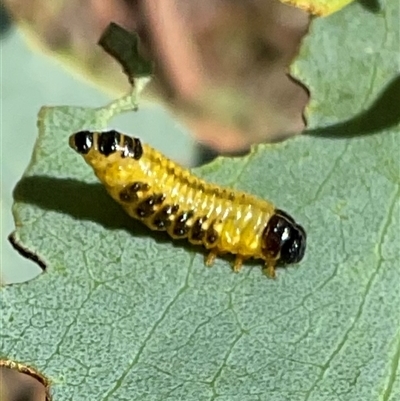 Paropsis sp. (genus) (A leaf beetle) at Anglers Reach, NSW - 13 Feb 2025 by Jennybach