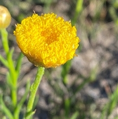 Rutidosis heterogama (Heath Wrinklewort) at Yuraygir, NSW - 11 Sep 2024 by Tapirlord