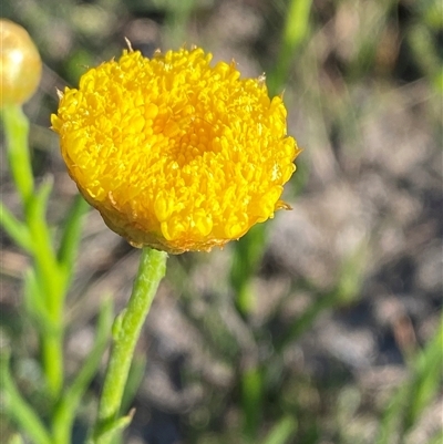 Rutidosis heterogama (Heath Wrinklewort) at Yuraygir, NSW - 11 Sep 2024 by Tapirlord