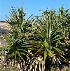 Pandanus tectorius (Pandanus, Screw Pine) at Yuraygir, NSW - 11 Sep 2024 by Tapirlord