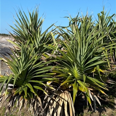 Pandanus tectorius (Pandanus, Screw Pine) at Yuraygir, NSW - 11 Sep 2024 by Tapirlord