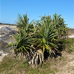 Pandanus tectorius at Yuraygir, NSW - 11 Sep 2024 07:59 AM