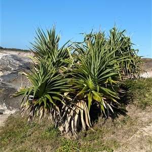 Pandanus tectorius at Yuraygir, NSW - 11 Sep 2024 07:59 AM
