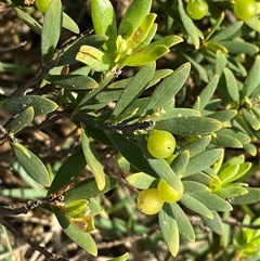 Leucopogon parviflorus (Coast Beard Heath) at Yuraygir, NSW - 11 Sep 2024 by Tapirlord