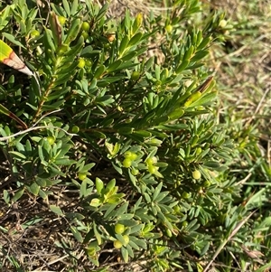 Leucopogon parviflorus at Yuraygir, NSW - 11 Sep 2024 07:59 AM