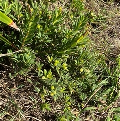 Leucopogon parviflorus at Yuraygir, NSW - 11 Sep 2024 07:59 AM