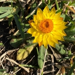 Xerochrysum sp. (North Stradbroke Island L.Durrington 675) at Yuraygir, NSW - 11 Sep 2024 by Tapirlord