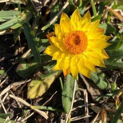 Xerochrysum sp. (North Stradbroke Island L.Durrington 675) at Yuraygir, NSW - 11 Sep 2024 by Tapirlord