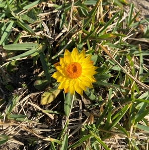 Xerochrysum sp. (North Stradbroke Island L.Durrington 675) at Yuraygir, NSW - 11 Sep 2024 07:59 AM