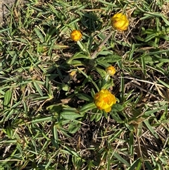 Xerochrysum sp. (North Stradbroke Island L.Durrington 675) at Yuraygir, NSW - 11 Sep 2024 07:59 AM