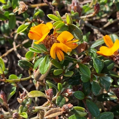 Pultenaea myrtoides (Myrtle Bush Pea) at Yuraygir, NSW - 11 Sep 2024 by Tapirlord