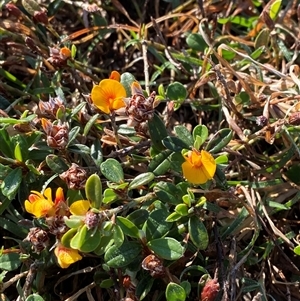 Pultenaea myrtoides at Yuraygir, NSW - 11 Sep 2024 07:58 AM