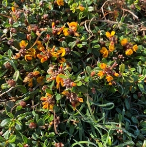 Pultenaea myrtoides at Yuraygir, NSW - 11 Sep 2024 07:58 AM